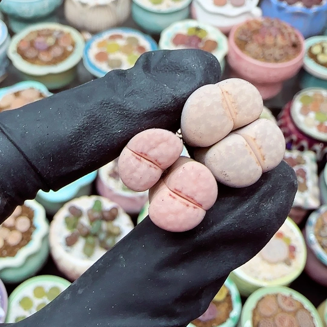 生石花满18包邮1205-54