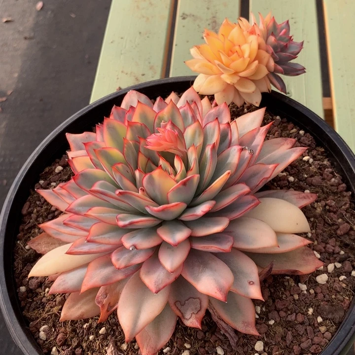 月光女神锦锦上园艺一物一拍