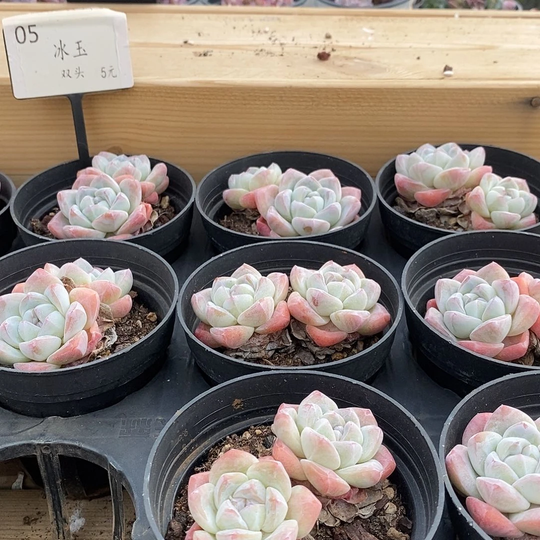 05冰玉双头 福利多多