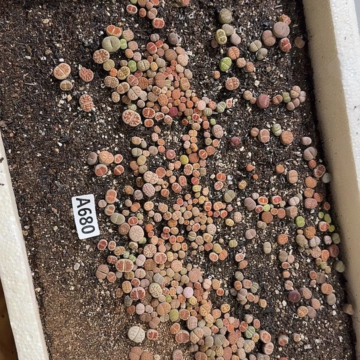 生680石花整筐脱土发货