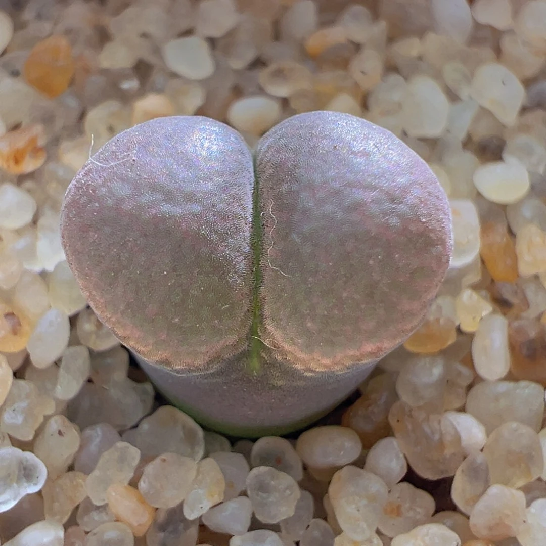 美美风铃。小个体。 155。