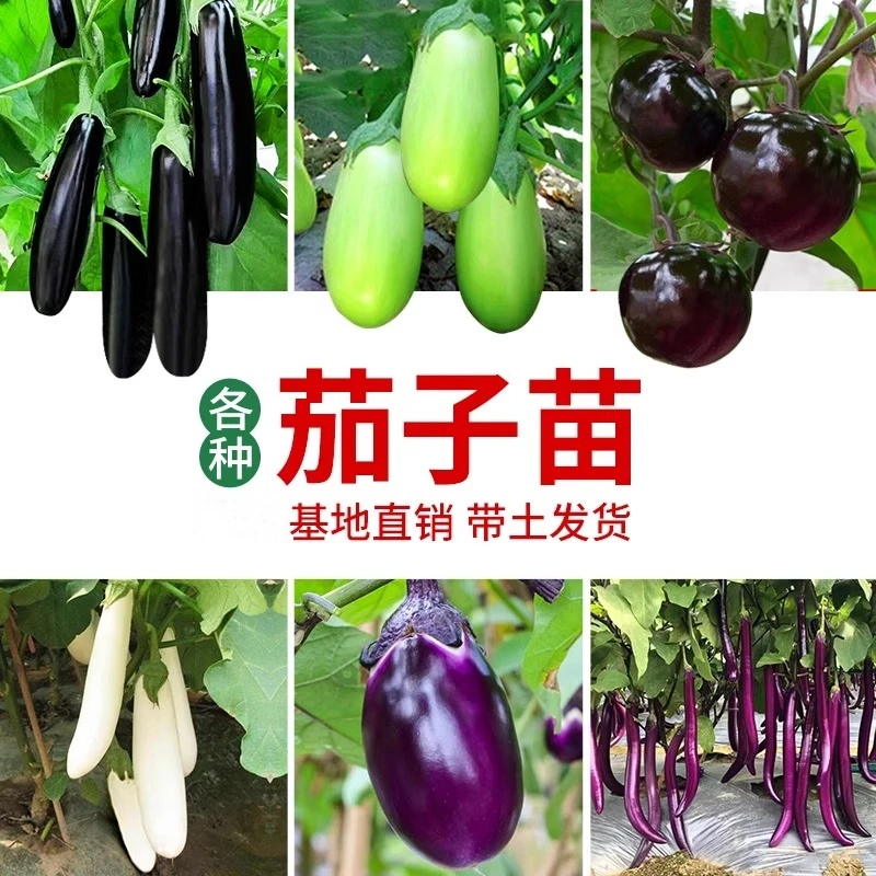 杭茄一号线茄子苗特大紫红长茄苗黑色圆茄幼苗绿罐茄王四季蔬菜苗