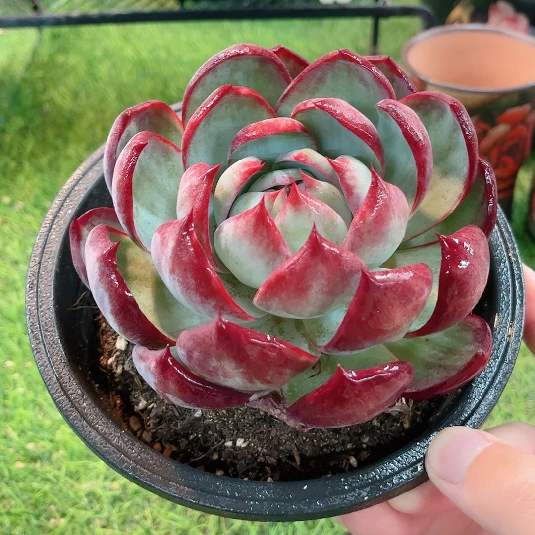 韩版惊鸿仙子多肉