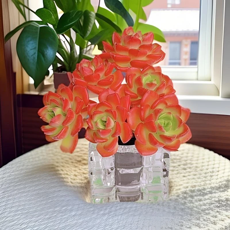 精品贵货无土多肉—红玫瑰蒂亚（新品上市）