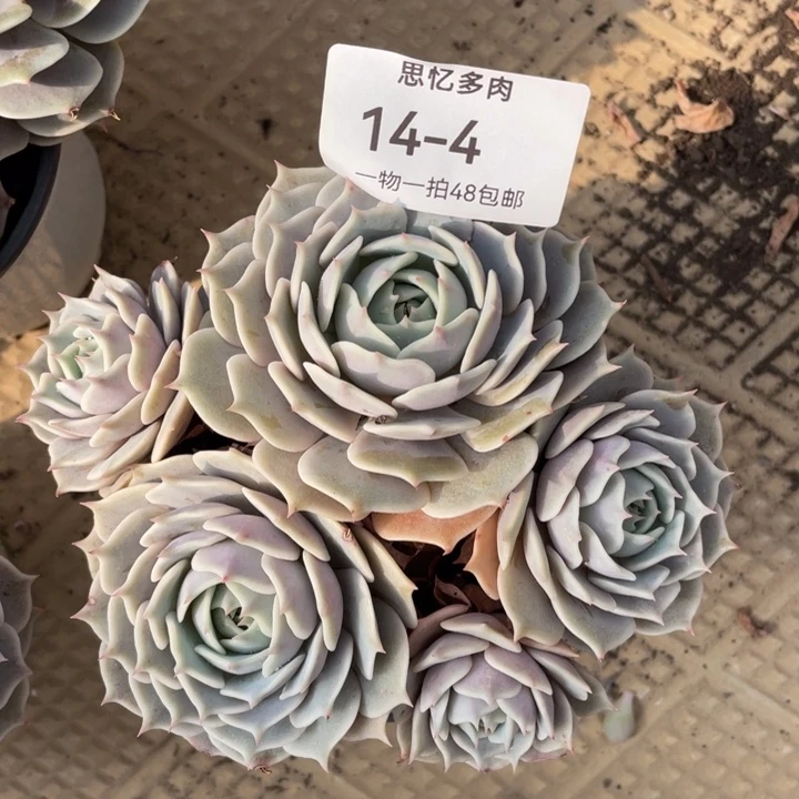 你***。小鱼干的时候也是很可爱的