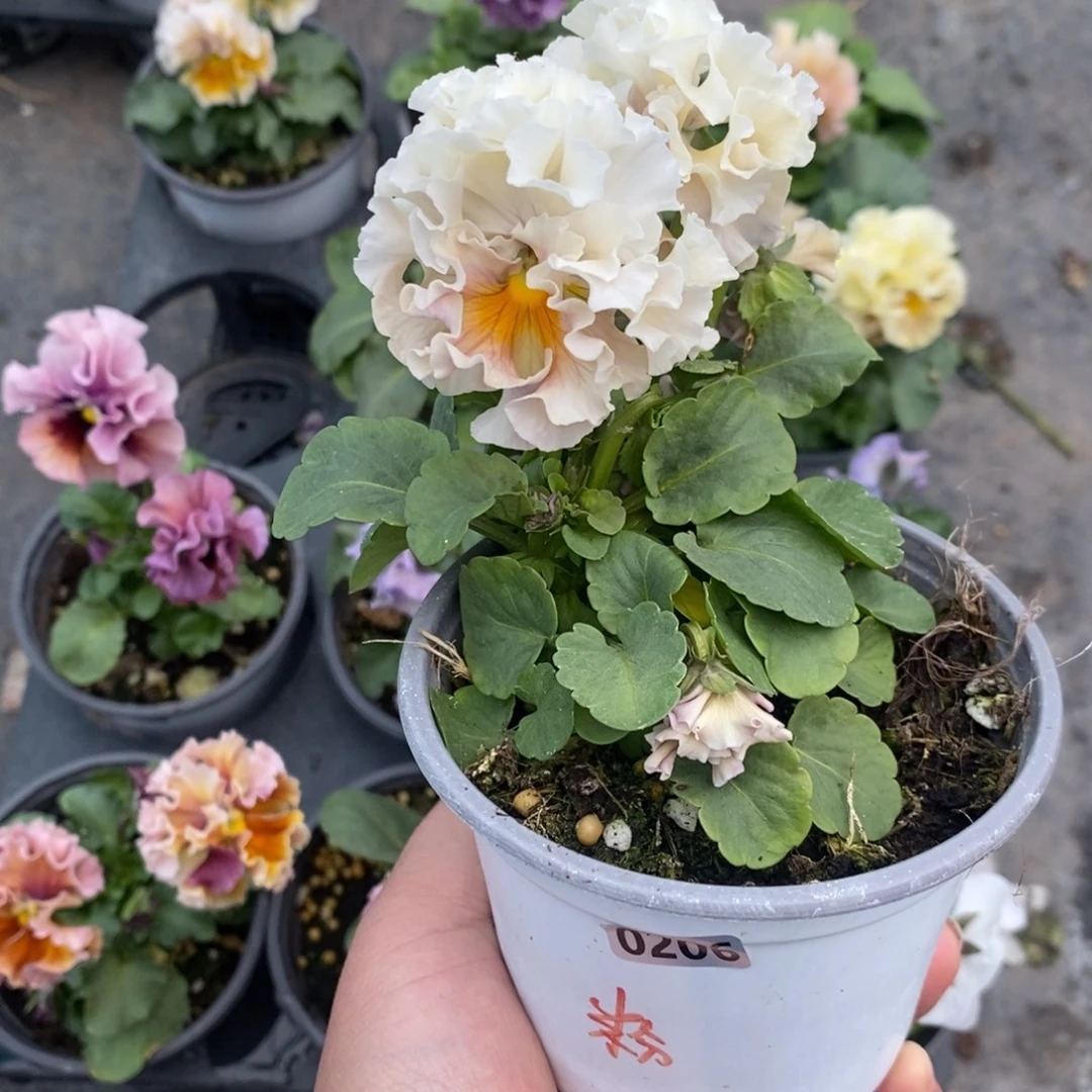 完全开放0206号不售后