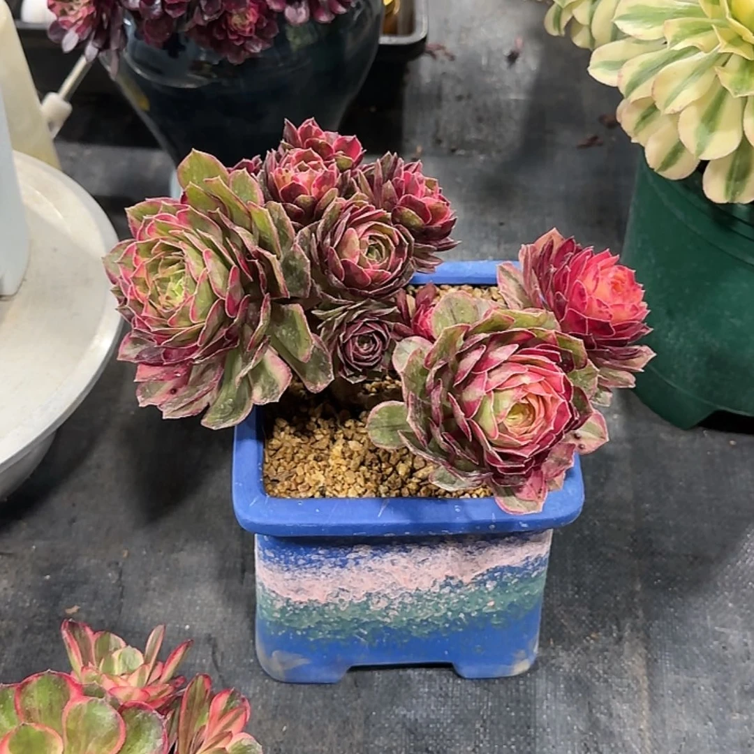 【闪购商品】随*法师多肉