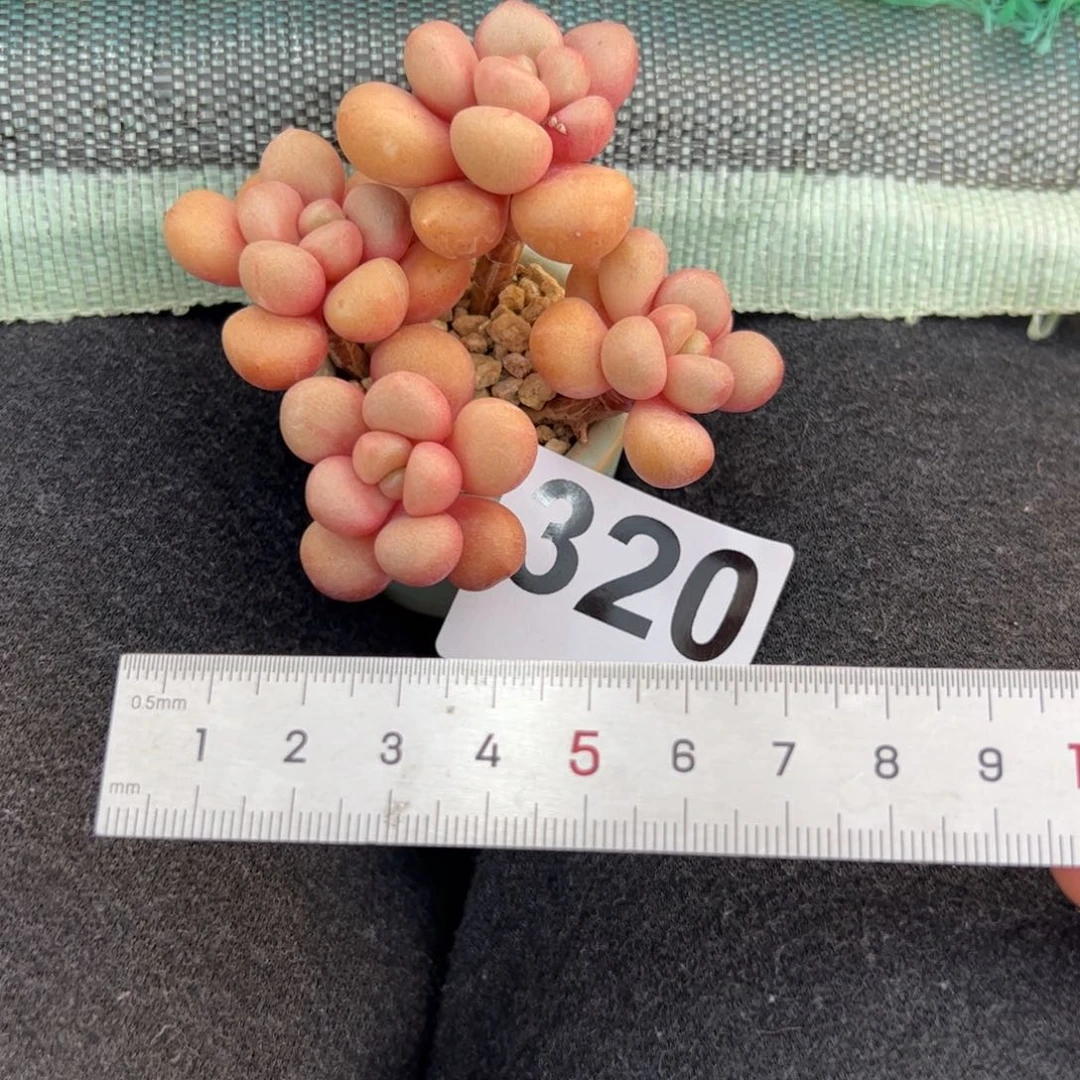 周*320 多肉植物组合盆栽