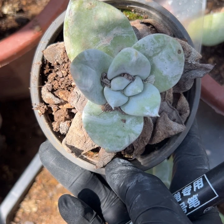 可可爱爱～一物一拍0886