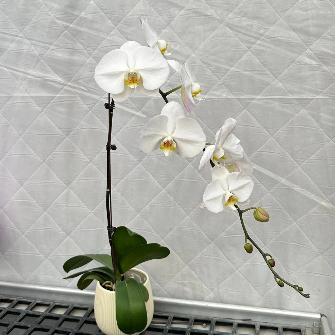 【V3大白】白色系蝴蝶兰 高端花卉2.8寸