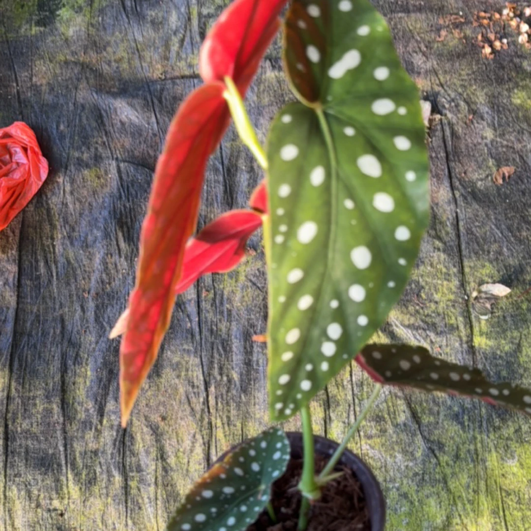 鳟鱼秋海棠室内多u年生高端观叶植物 室内办公室耐荫植物
