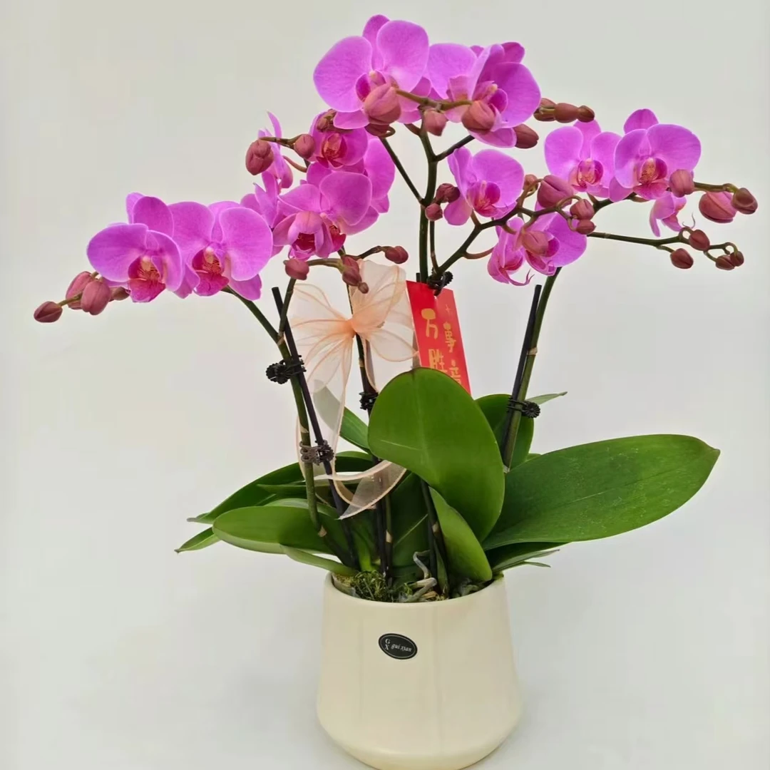 蝴蝶兰【蜜糖】鲜花盆栽室内观赏花花佛山基 地直发好养易活