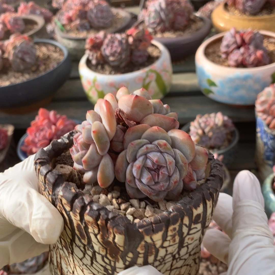 无花朵哈哈哈哈哈哈哈哈4