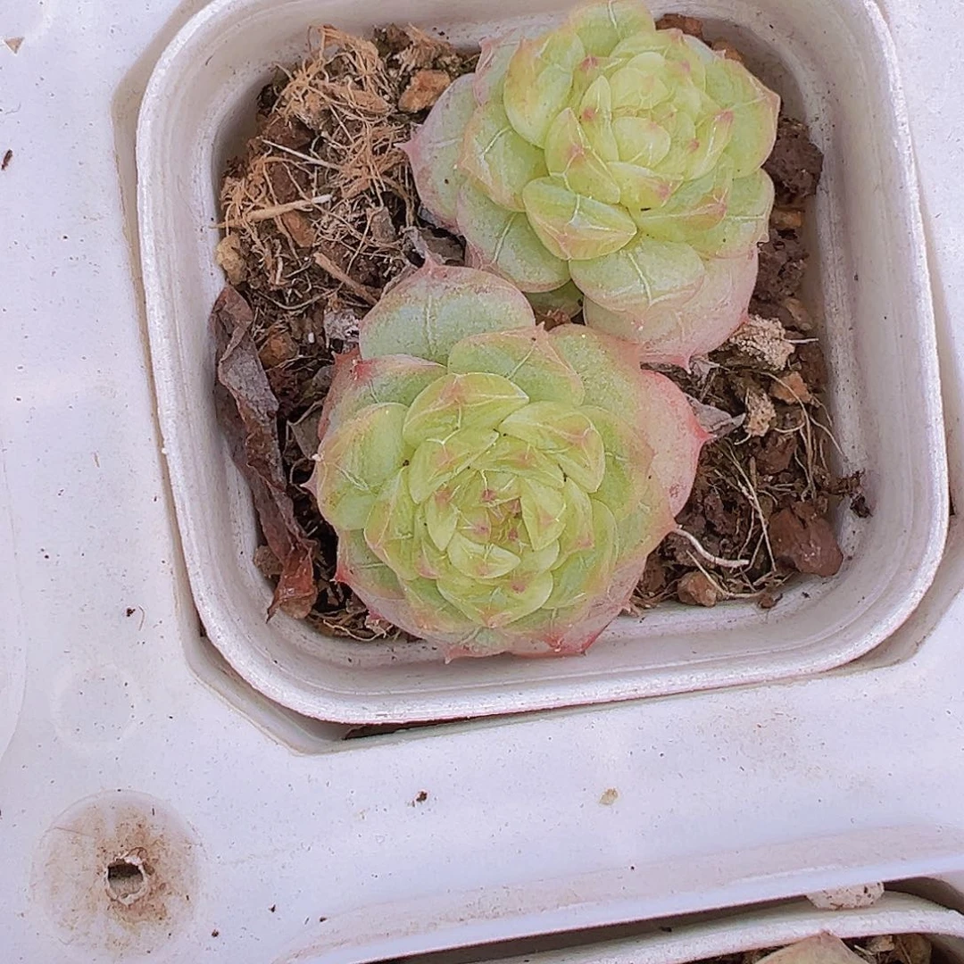 双头七仙女19包邮多肉