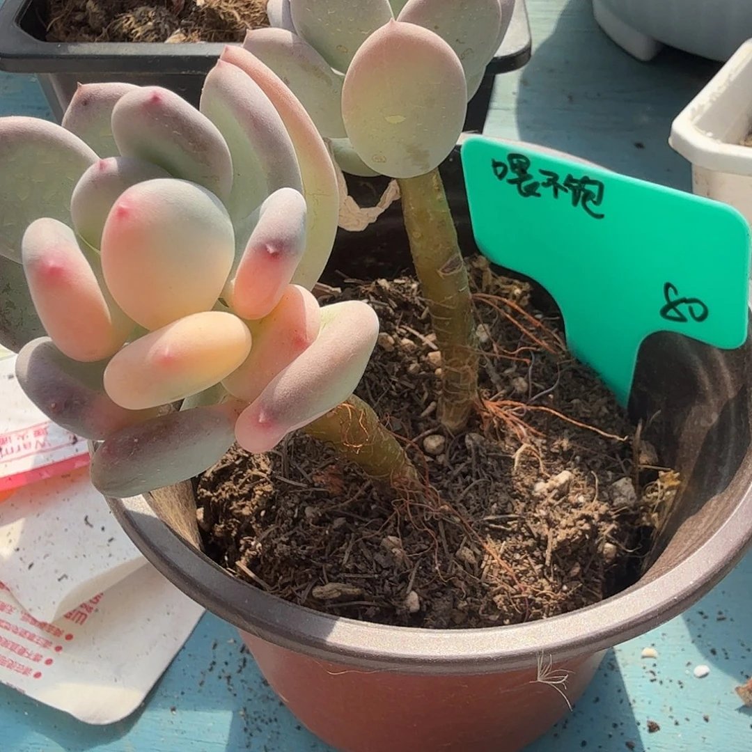 喂**?三日月锦，多肉植物