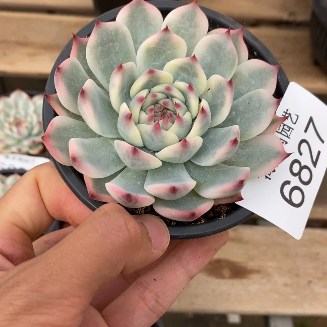 吉娃娃锦多肉植物6827