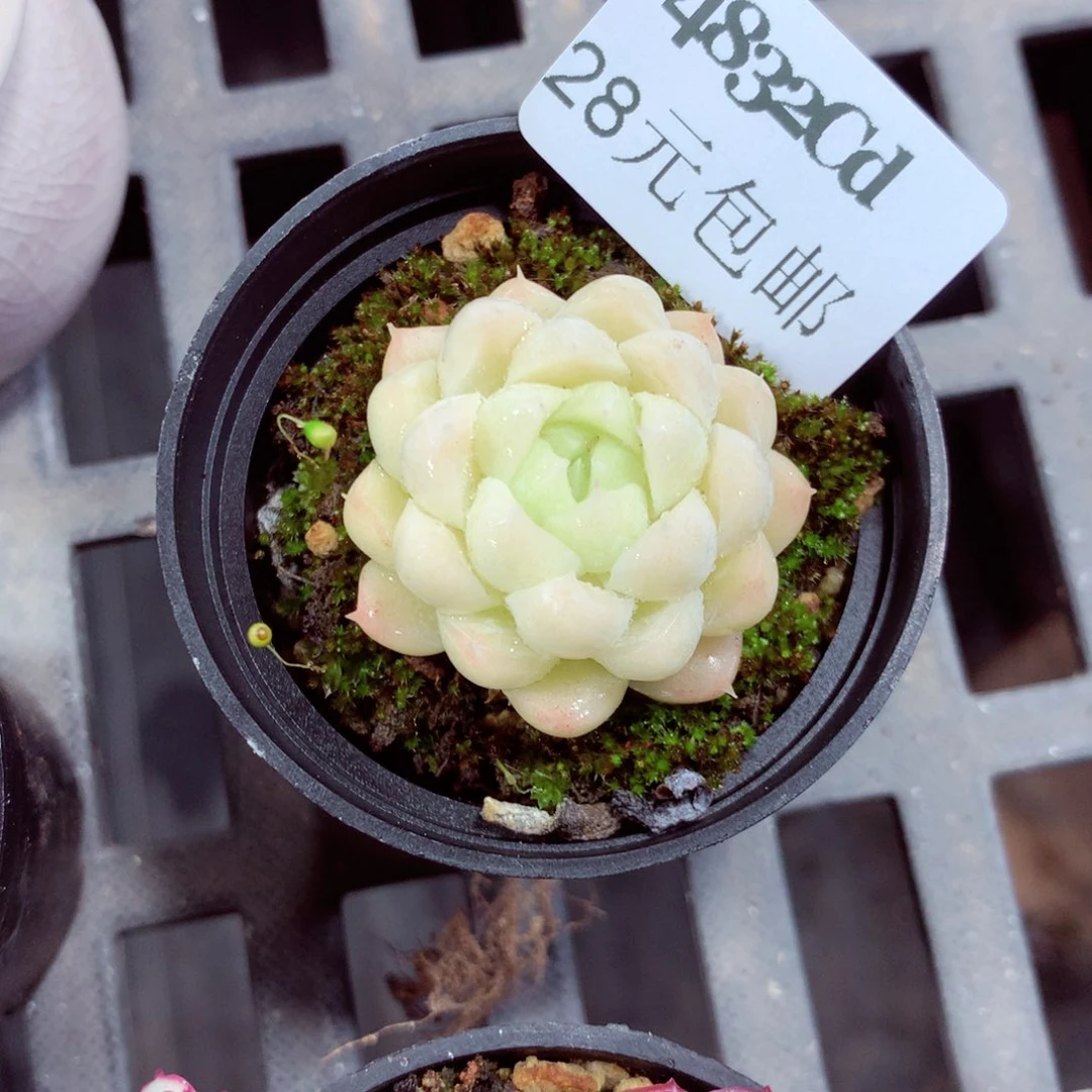 5厘米盆精控多肉4832