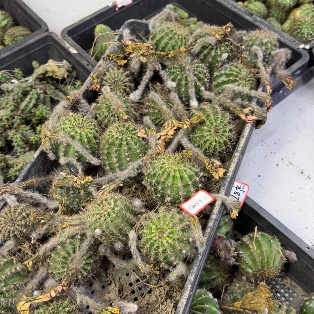 467彩草61根脱土发货斑4公分左右，20包邮