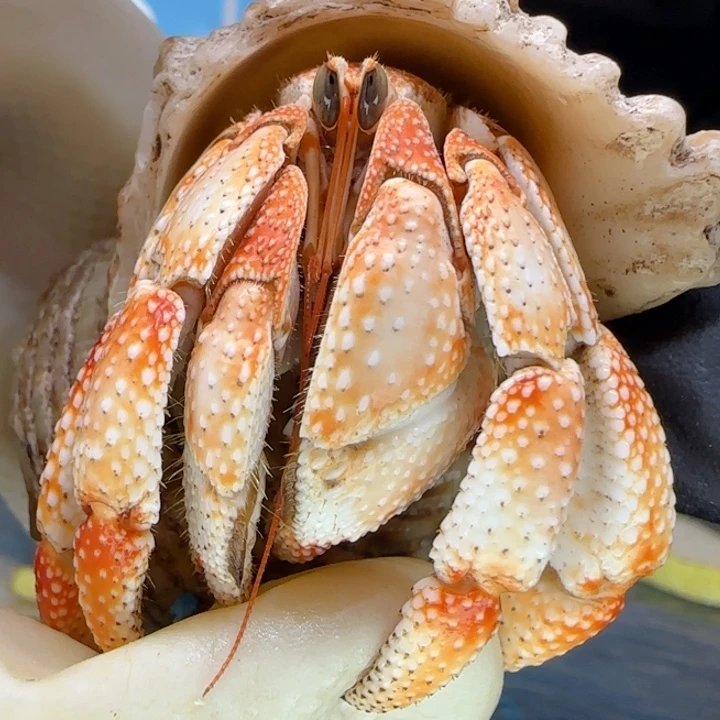 A61福利橘白 毛球2.6cm口径