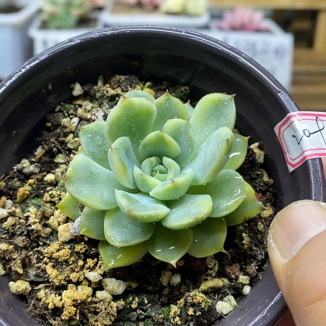 06209 花月夜覆轮锦