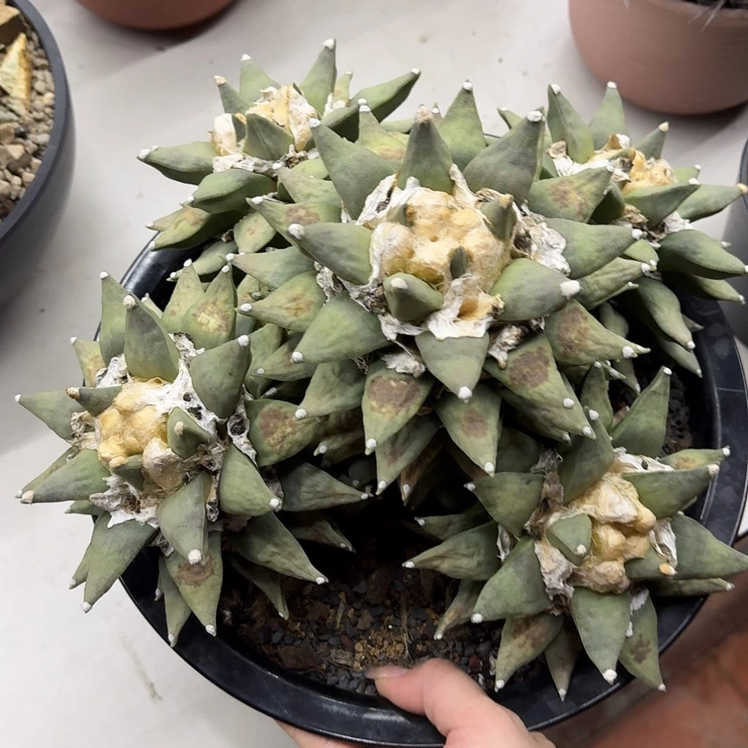 清***澈仙人球仙人球开花