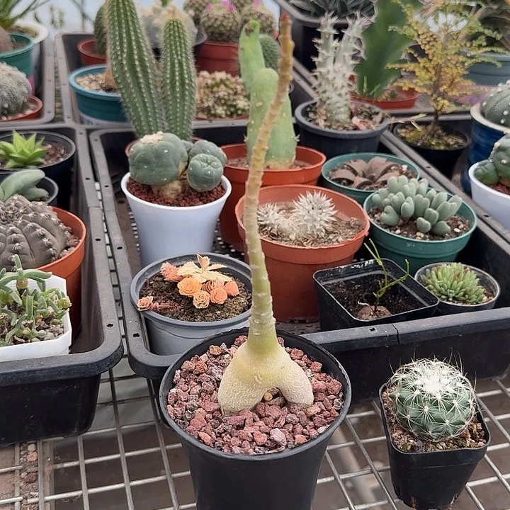 史瓦济南玫瑰4仙人球