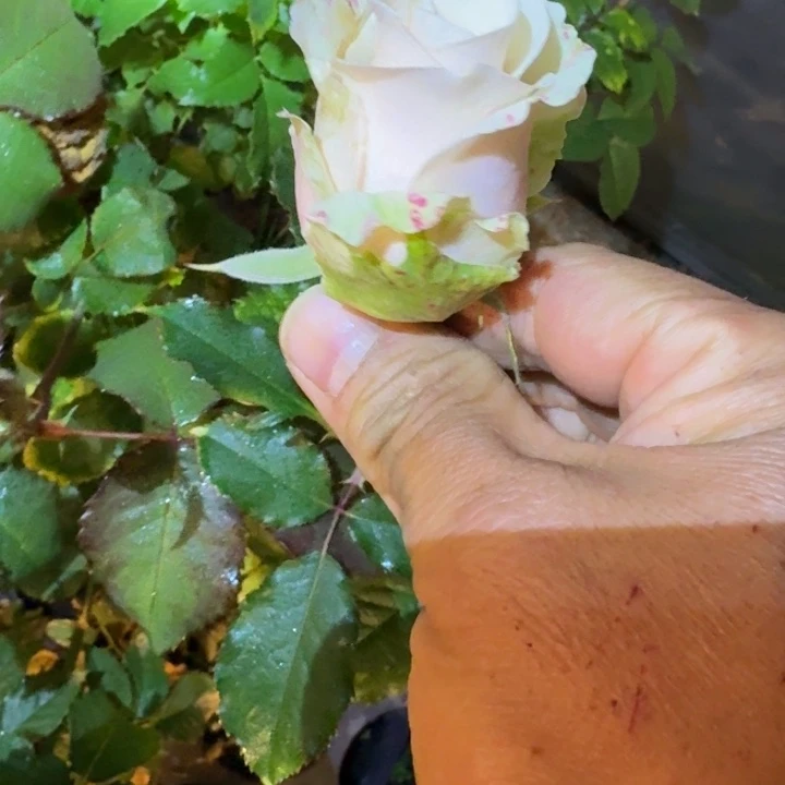 无花朵真的爱你小苗