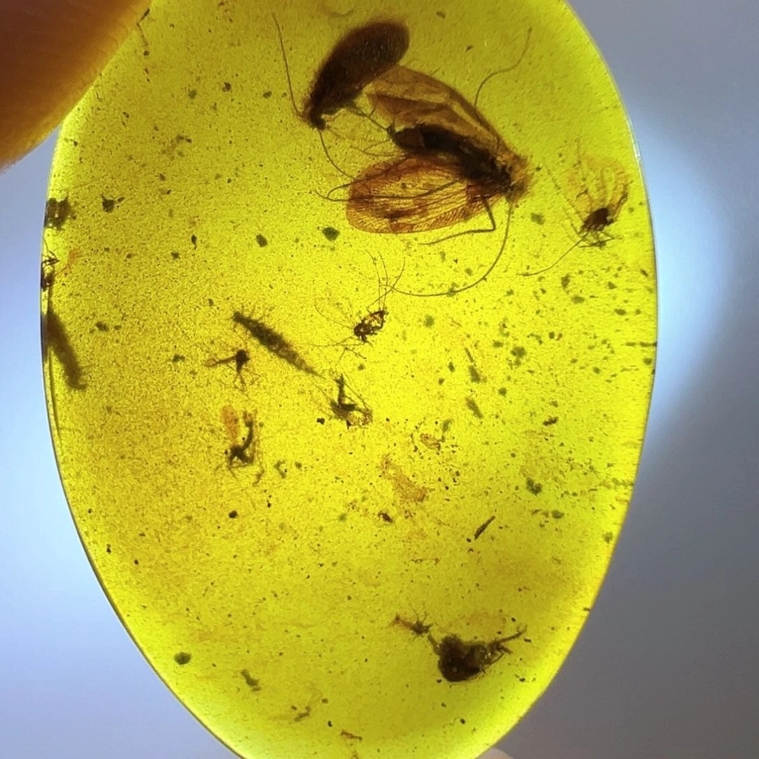 琥珀裸石未镶嵌琥珀虫珀