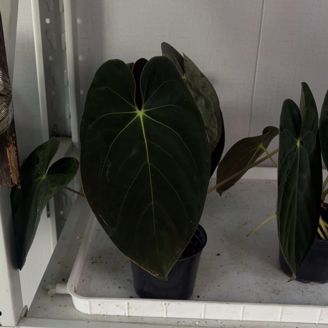 不开花植物加通湖356