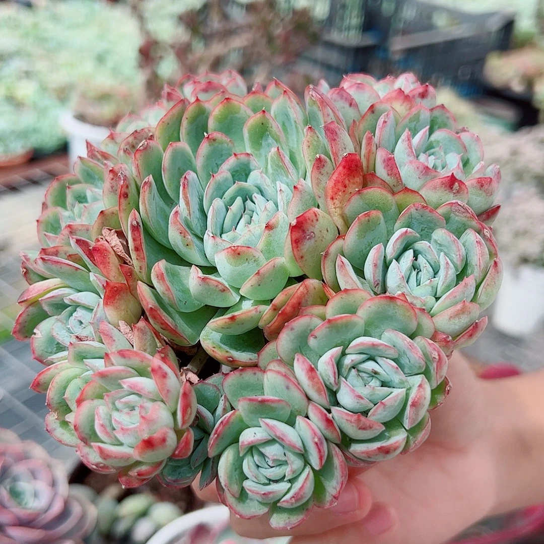草莓冰大单头带崽手捧