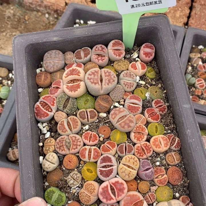 ?***年1868生石花小苗长