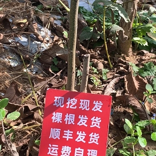 老****吊坠文玩核桃预定锦鸿挖树再补200