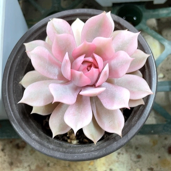 粉的蝶锦。一物一拍