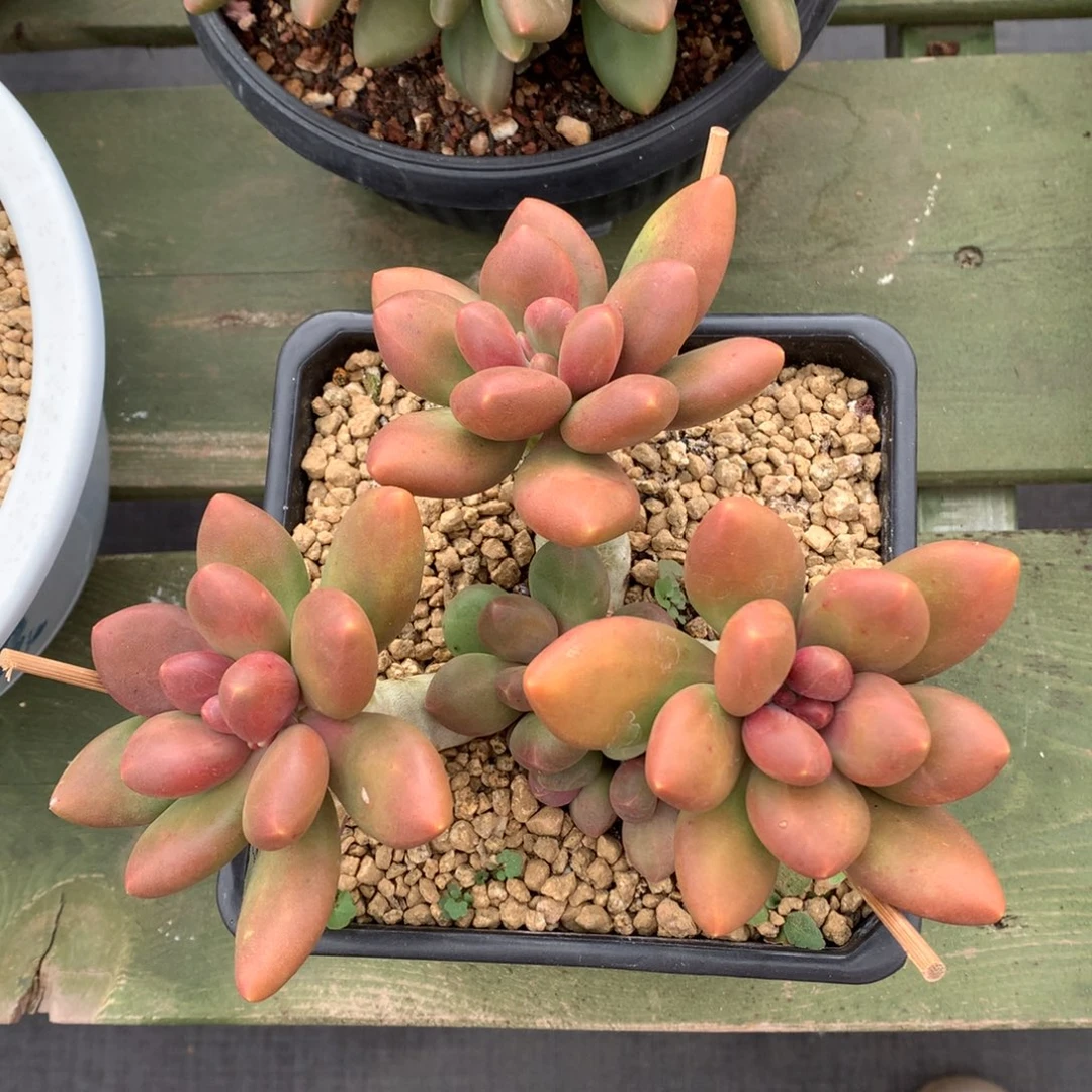 芒果奶 多头 一颗