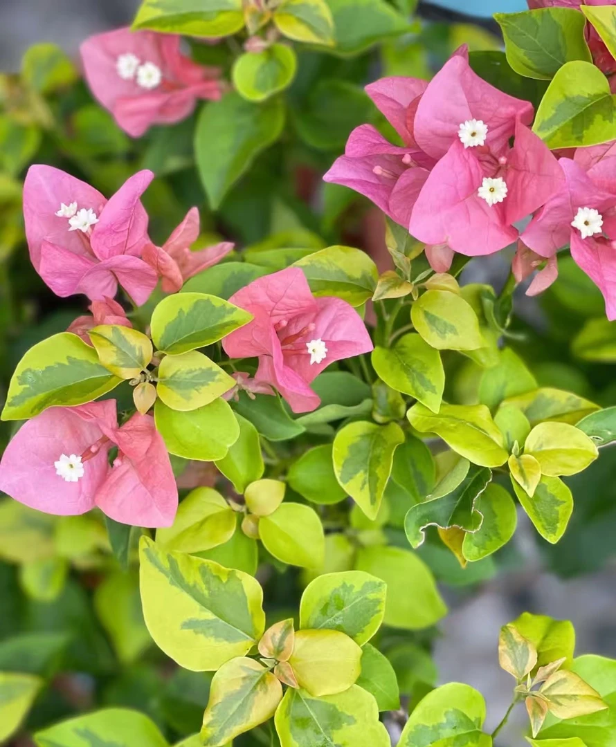 【橙色精彩+重瓣怡景】 三角梅袋苗花卉飘枝新品种阳台植物包对版