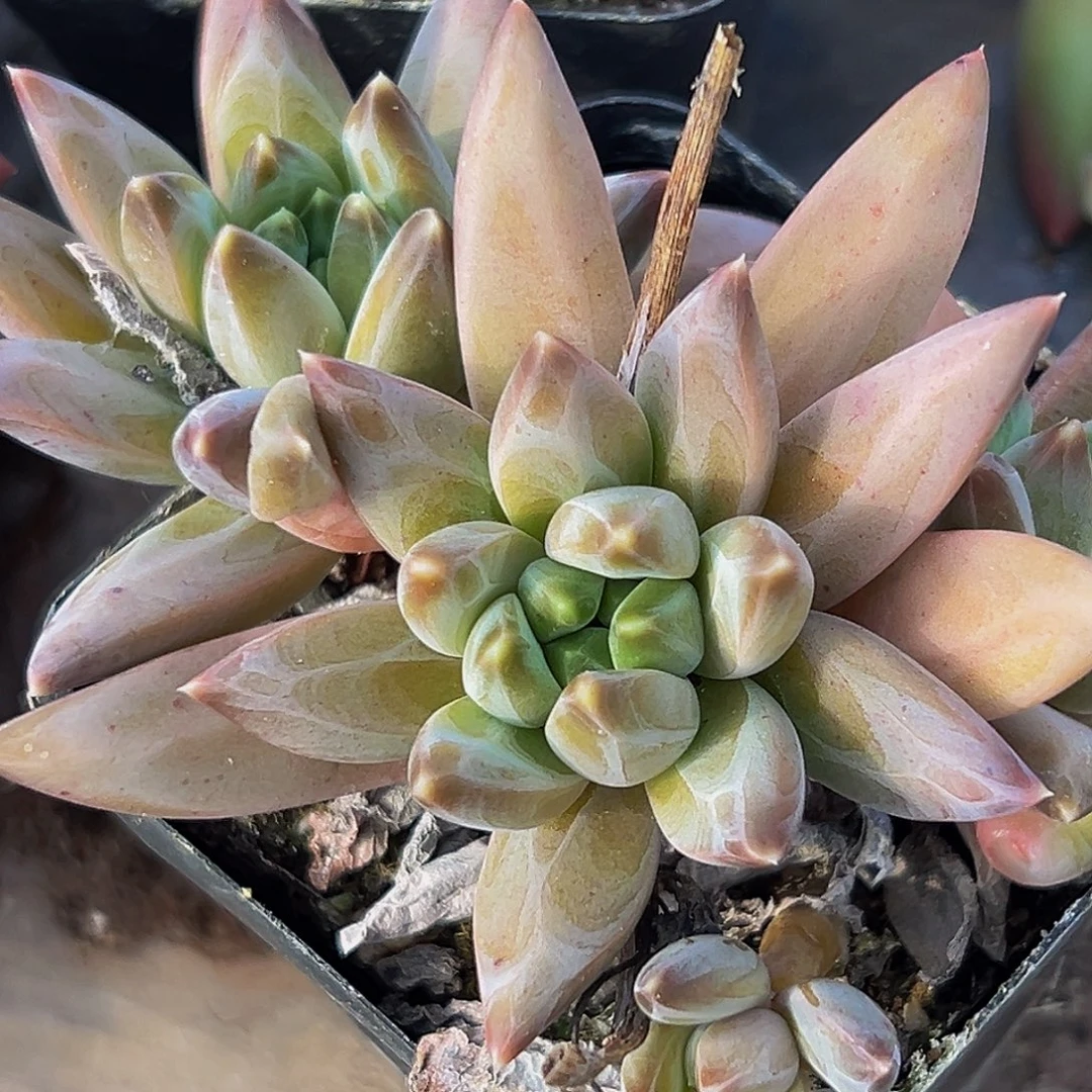 美美精品多肉美人系