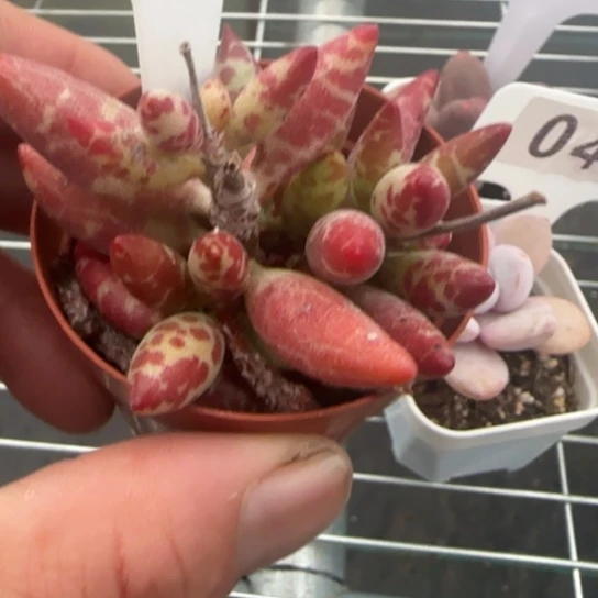 44梅花鹿一物一拍多肉
