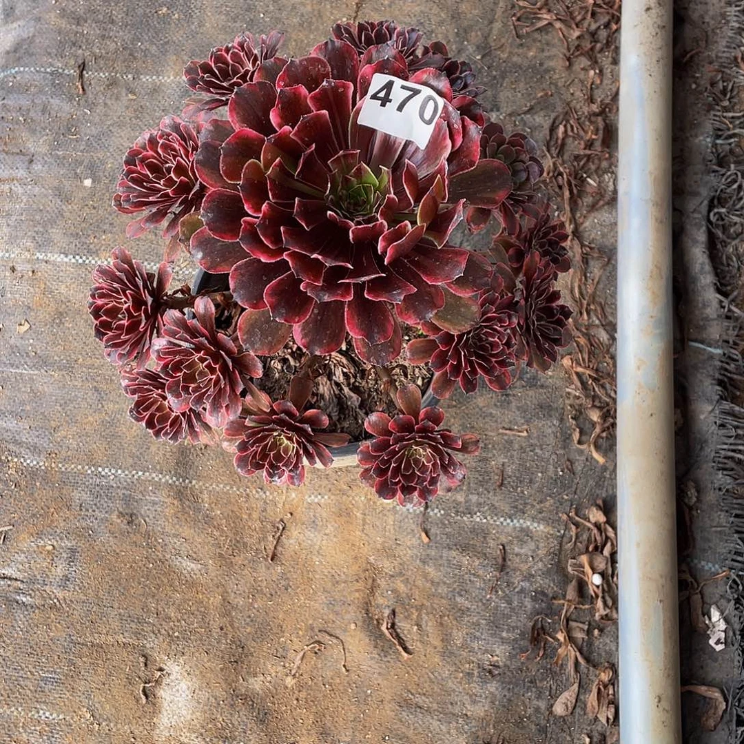 多肉法师470号油墨画发货不包损