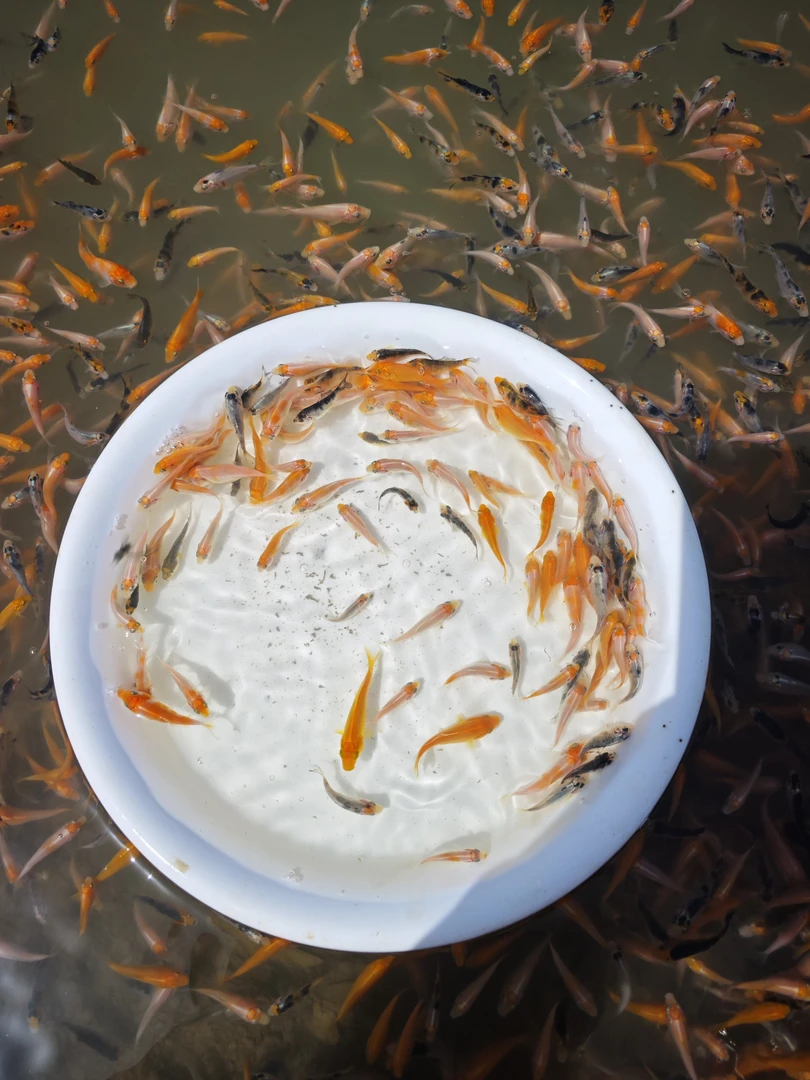 锦鲤观赏鱼3-5公分随机20条