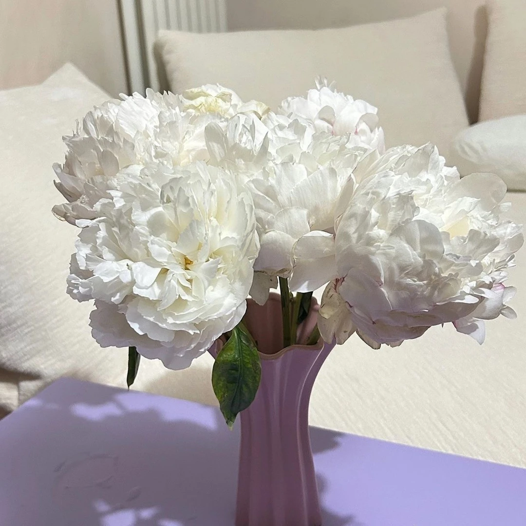 【芍药·奶油碗】菏泽芍药 头茬精品鲜切花 水培插花 基地直发