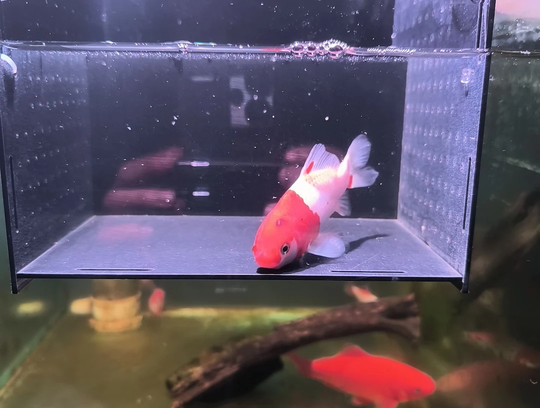 金鱼品相自鉴满30包邮