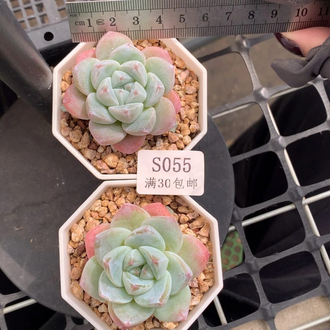 想****55。玉蝴蝶冰玉。带盆土发货