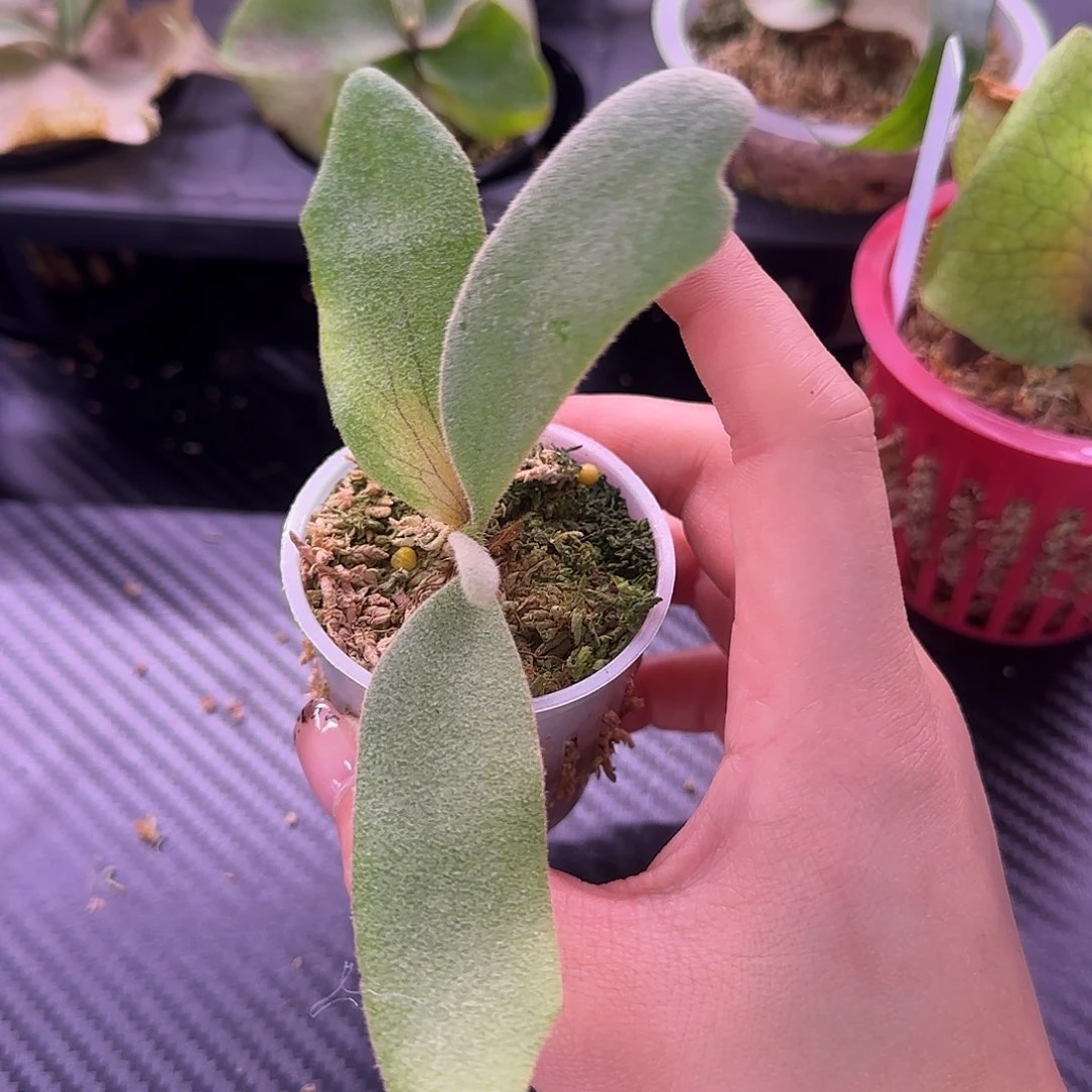 雷电hfg混播a9鹿角蕨