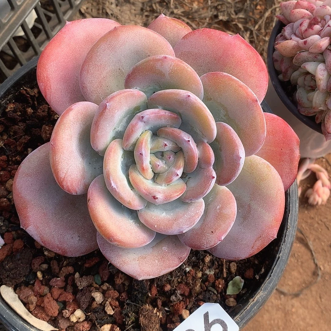 636奶茶一物一拍多肉