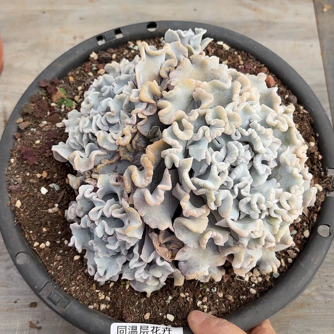 同温层多肉白饺子皮320量拍四头起发