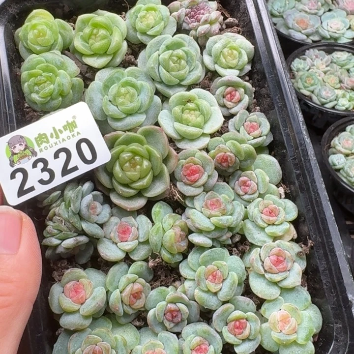 修****多肉植物多肉植物