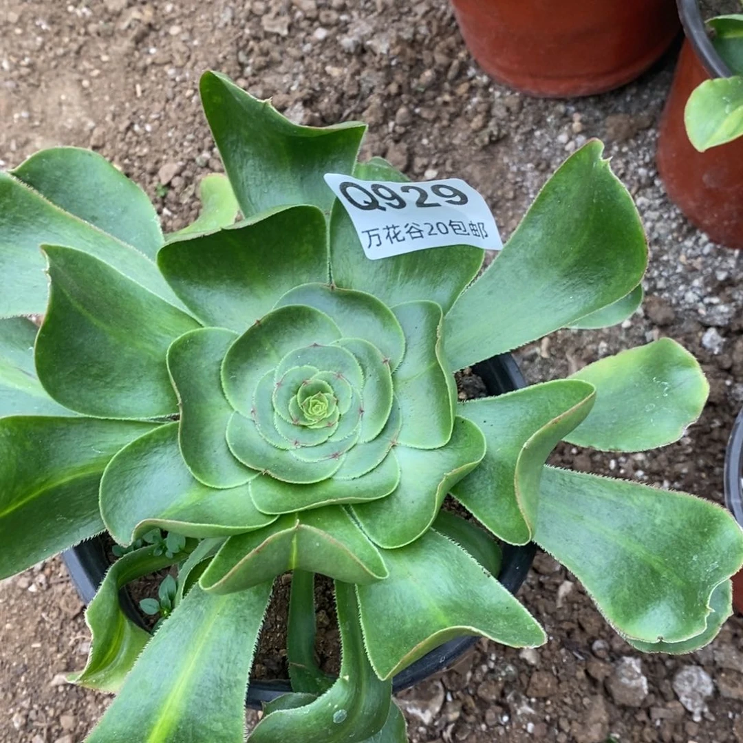 929君美丽多肉植物量拍