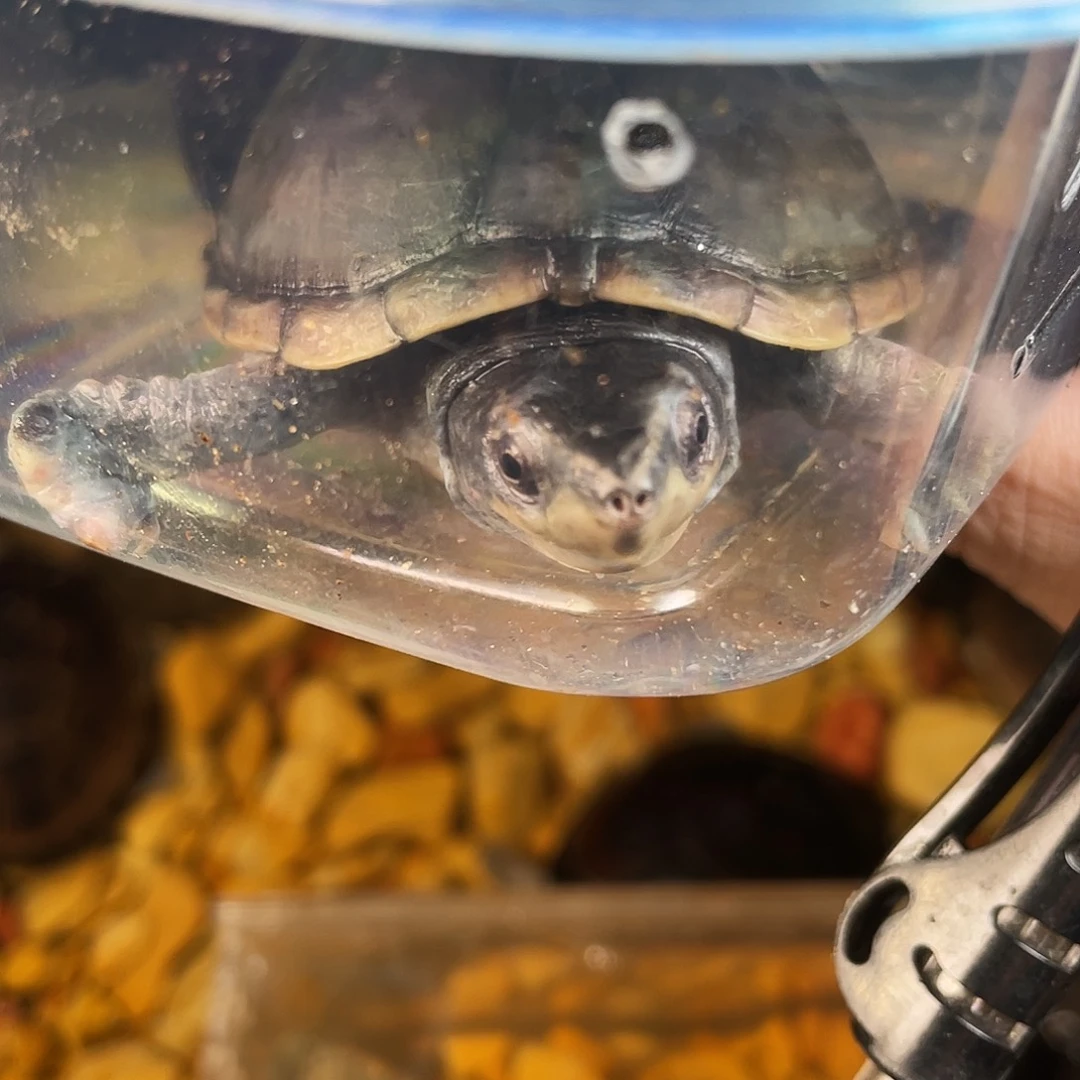 南***国绿毛龟母点点滴滴的订单