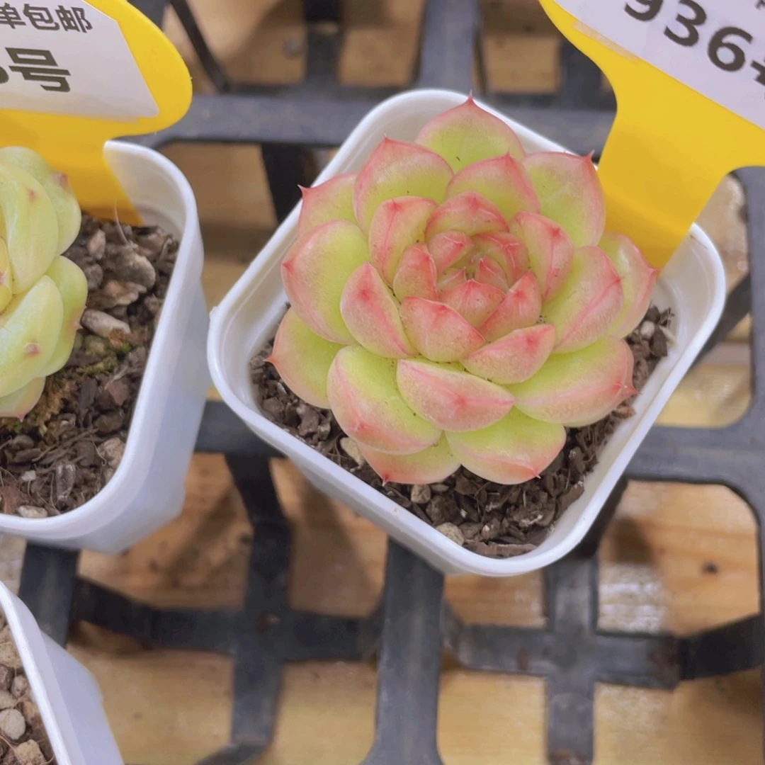 936号 粉新孤品珍妮