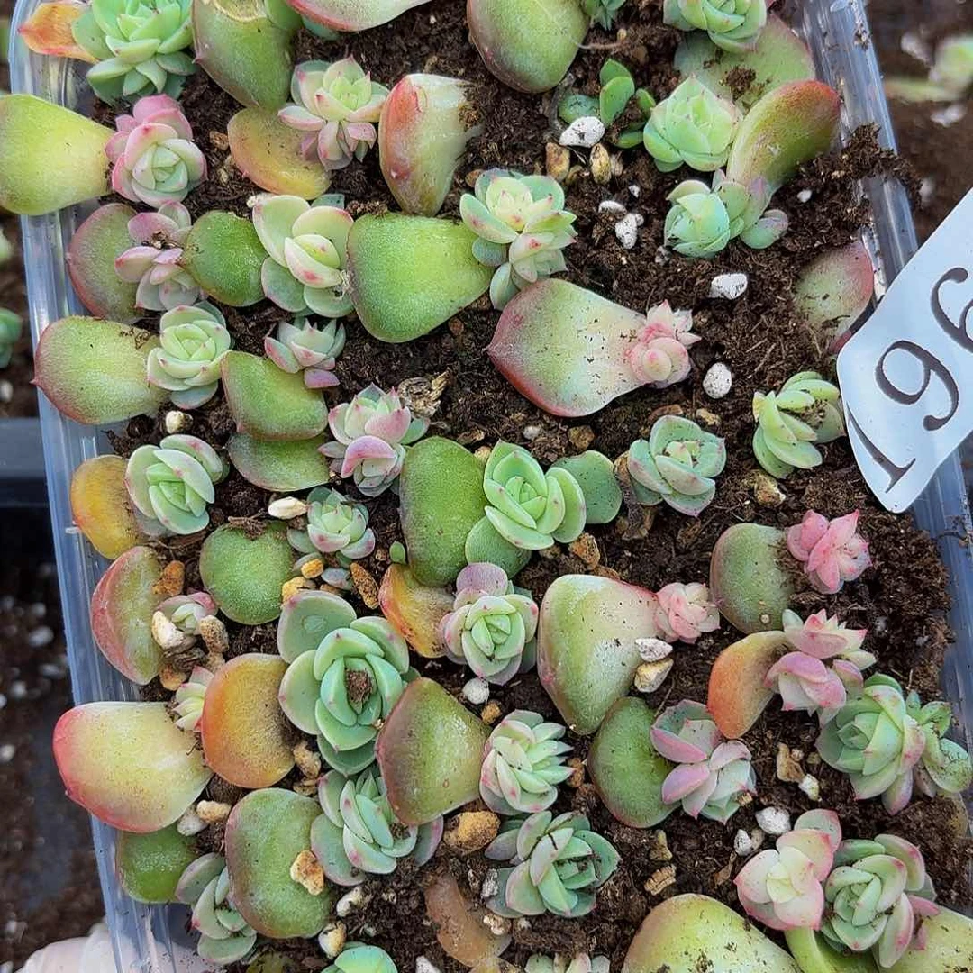 多肉植物多肉植物196